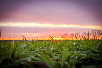 Close-up of flowers growing in field