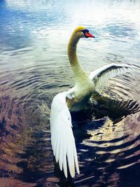 High angle view of swan in lake