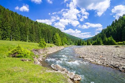 Scenic view of river in forest against sky