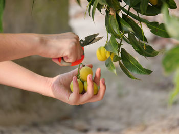 Close-up of hand holding fruit