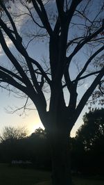 Silhouette tree against sky