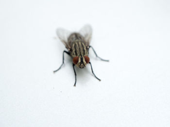 Close-up of housefly on white background