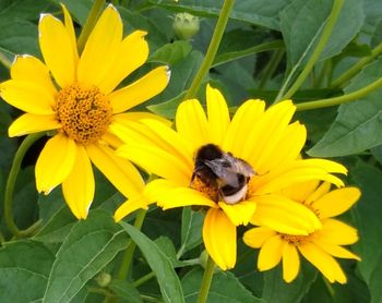 Close-up of bee pollinating on yellow flower