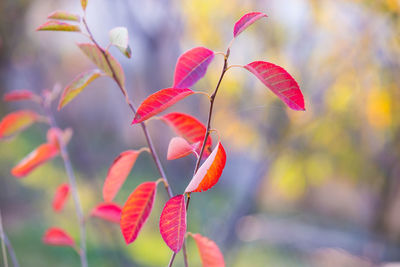 Close-up of red flowering plant