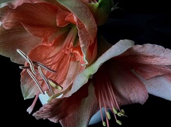 Close-up of flowers