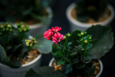 Close-up of pink flowering plant