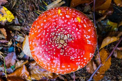 Close-up of fly agaric mushroom
