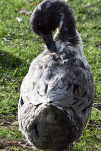 Close-up of owl perching on grass