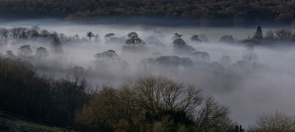 Panoramic view of trees in forest in fog