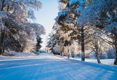 Trees on snow covered landscape