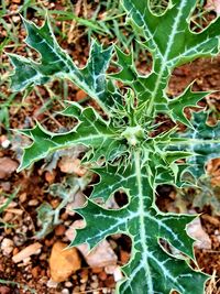 Close-up of cactus plant