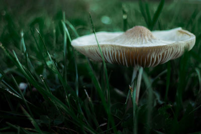 Close-up of mushroom growing on field