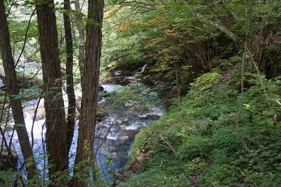 Trees growing in forest