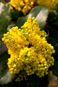 Close-up of yellow flowers blooming outdoors