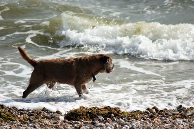 Full length of a dog on beach
