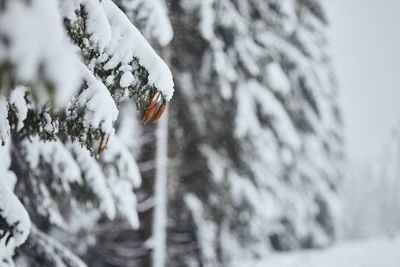 Winter scene in forest during snowing. selective focus on pine cones on branch of snowy tree.