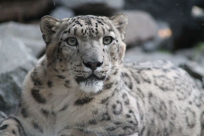 Close-up portrait of a snow leopard