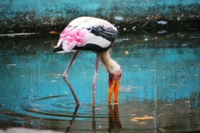 Bird drinking water in lake