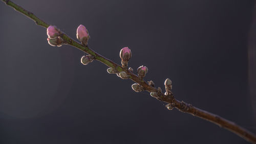 Close-up of red flower buds on twig