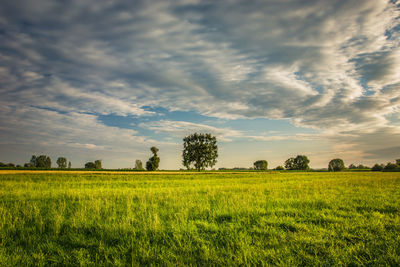 Green fresh meadow, trees on the horizon, clouds on blue sky