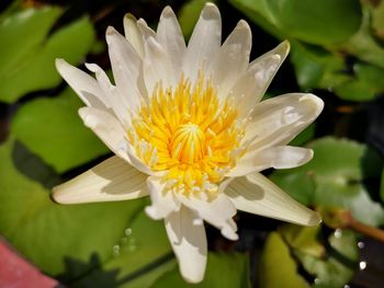 Close-up of white water lily