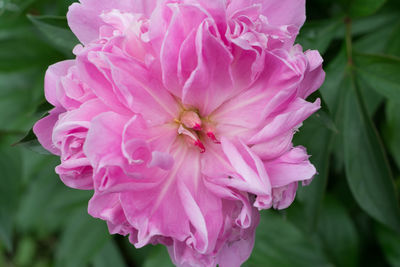 Close-up of pink flower