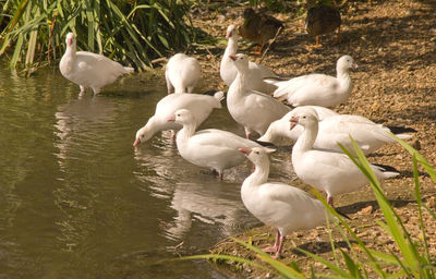 Seagulls on a lake