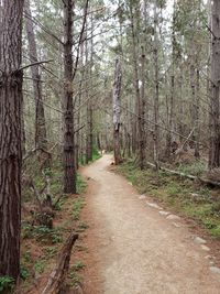 Footpath amidst trees in forest