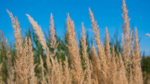Close-up of wheat growing on field against blue sky