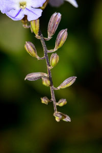 Close-up of wilted flowering plant