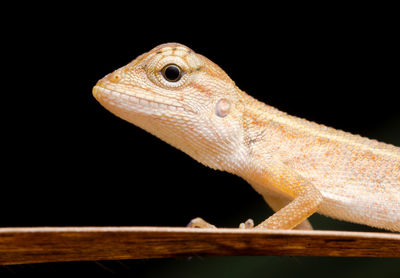 Close-up of lizard against black background
