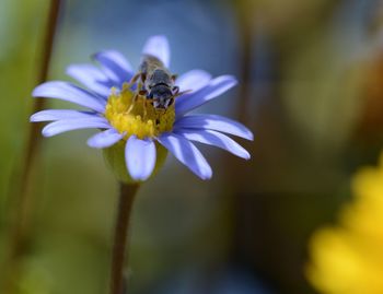 Close-up of bee on purple flower