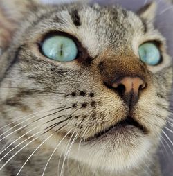 Close-up portrait of cat