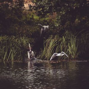 View of ducks swimming in lake