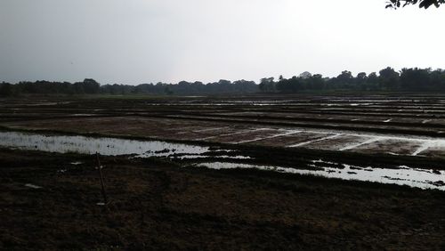 Scenic view of field against clear sky