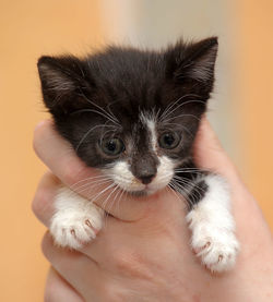 Cropped image of hand holding kitten