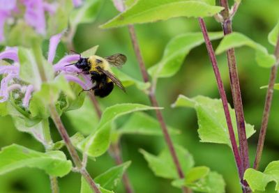 Close-up of bee on flower