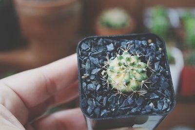 Close-up of hand holding succulent plant