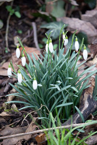 Close-up of white flowering plant on field