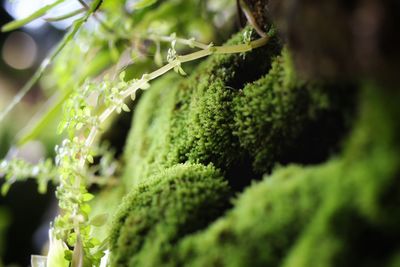 Close-up of lichen on moss