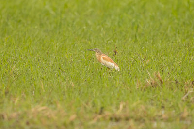 Side view of a bird on field