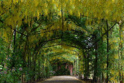 Empty road amidst trees in forest