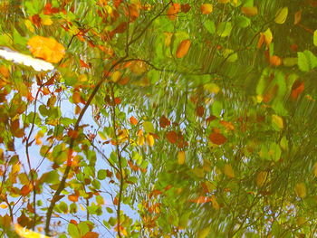 Close-up of tree in autumn