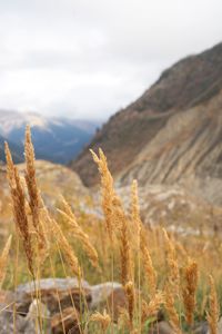 High angle view of stalks in field against sky