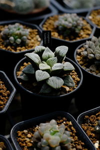High angle view of potted plant in container