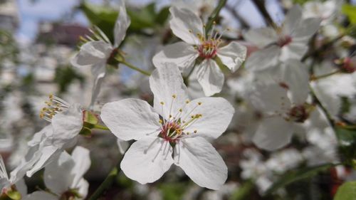 Close-up of white flowers blooming on tree