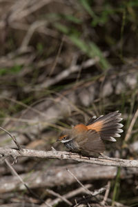 Close-up side view of a bird flying