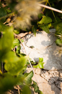 High angle view of leaves on a field