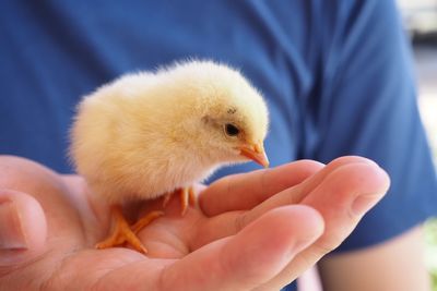 Close-up of a hand holding young bird