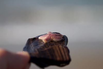 Close-up of hand holding hat against blurred background
